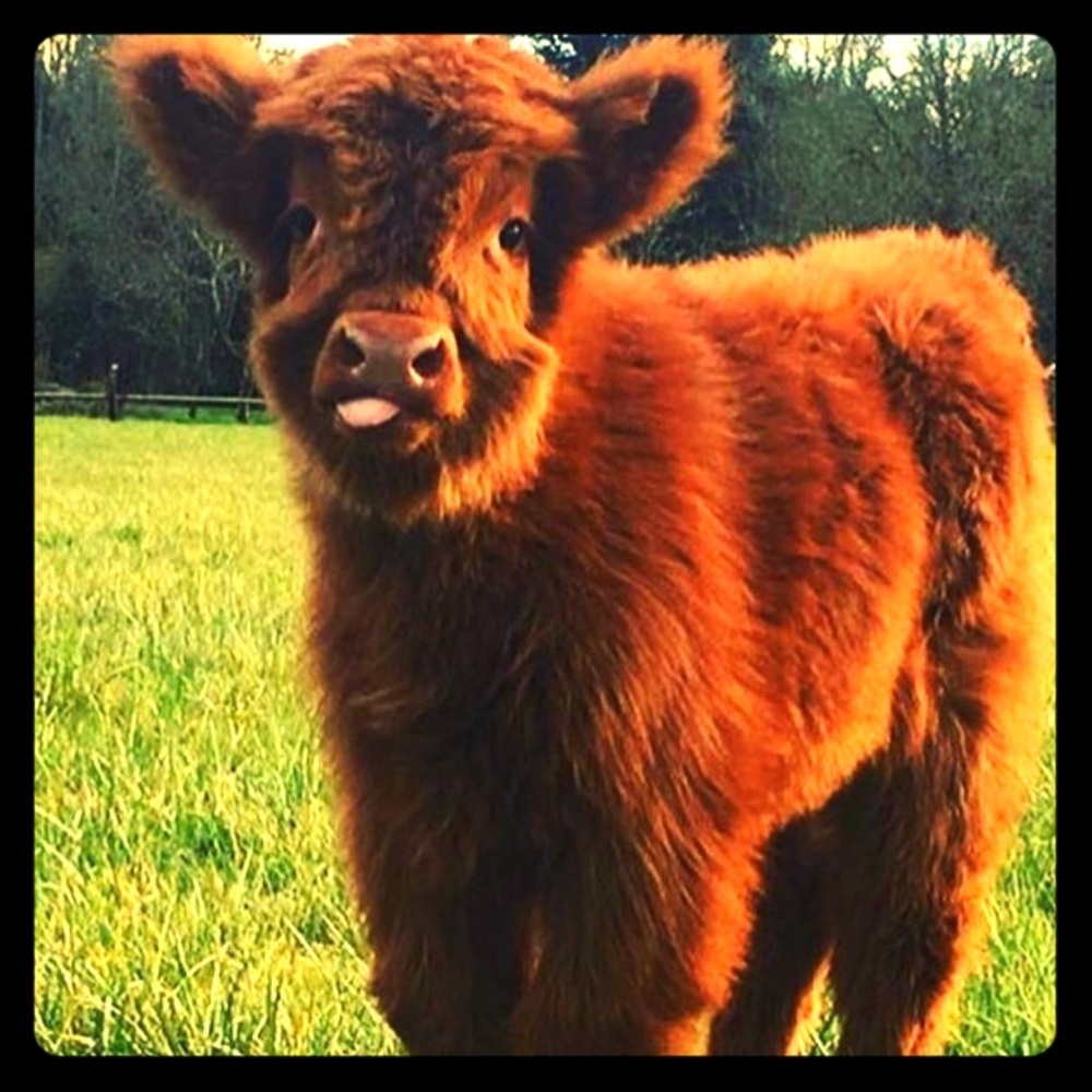Meet your Posher, Lilly